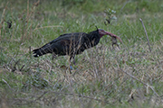 Ibis